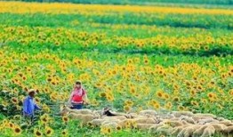 向日葵大队最新爆料,揭秘神秘事件背后的真相