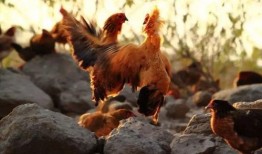 土鸡游戏爆料大全最新版,揭秘最新版游戏亮点与玩法攻略